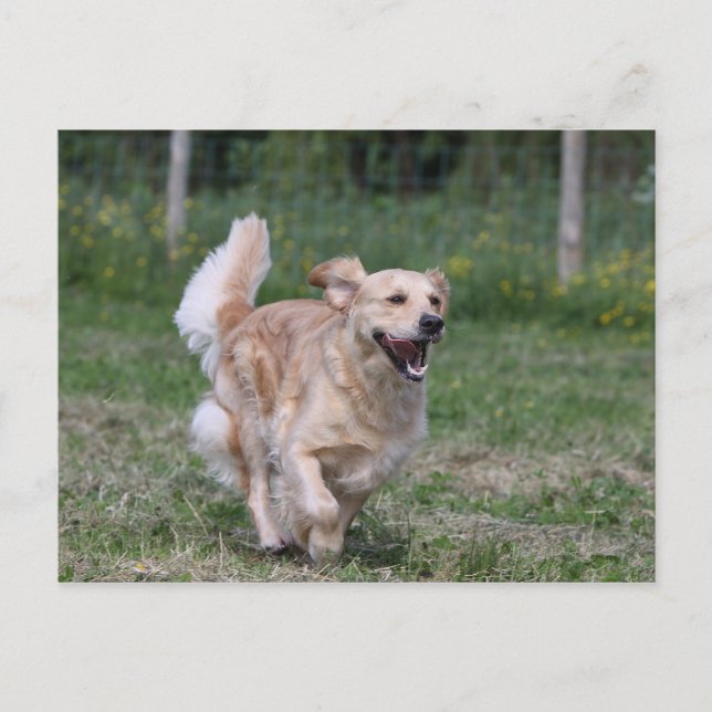 Carte Postale Golden Retriever Running 1 (Devant)