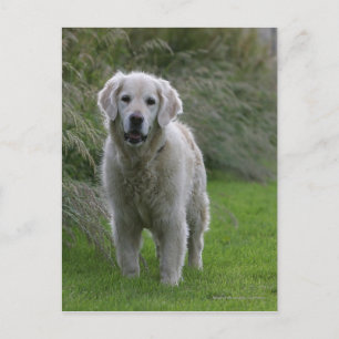 Carte Postale Golden Retriever Running 2