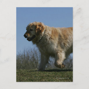 Carte Postale Golden Retriever Running 3