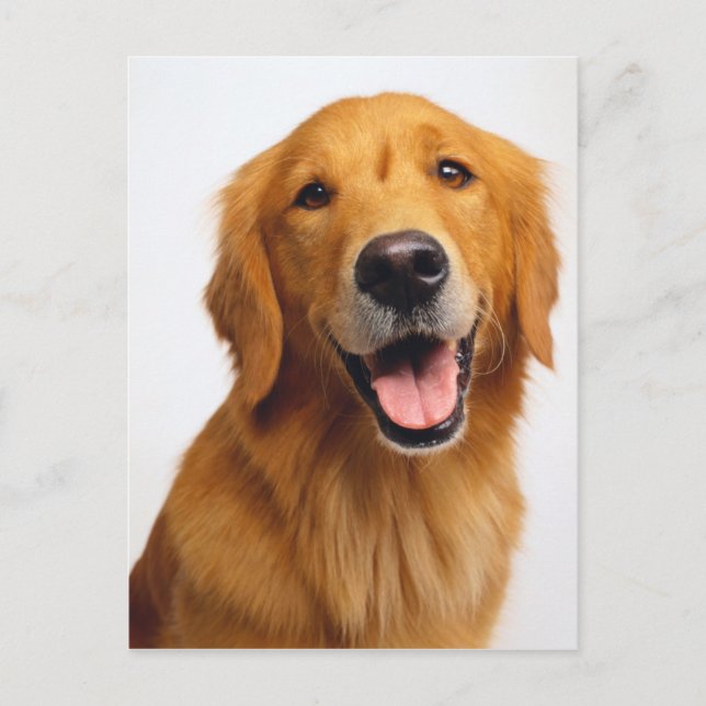Carte Postale Golden Retriever Smile (Devant)