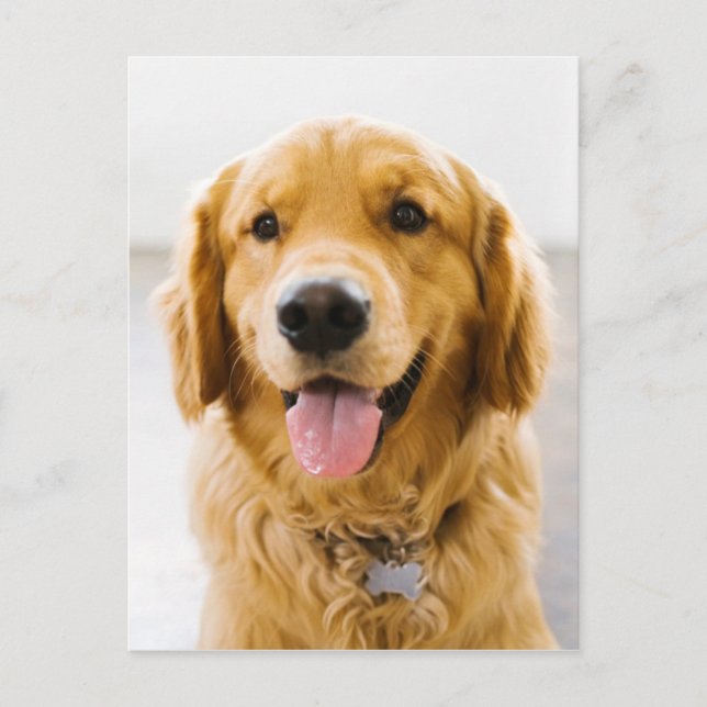 Carte Postale Golden Retriever Smiling (Devant)