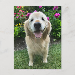 Carte Postale Golden Retriever souriant avec des fleurs Merci