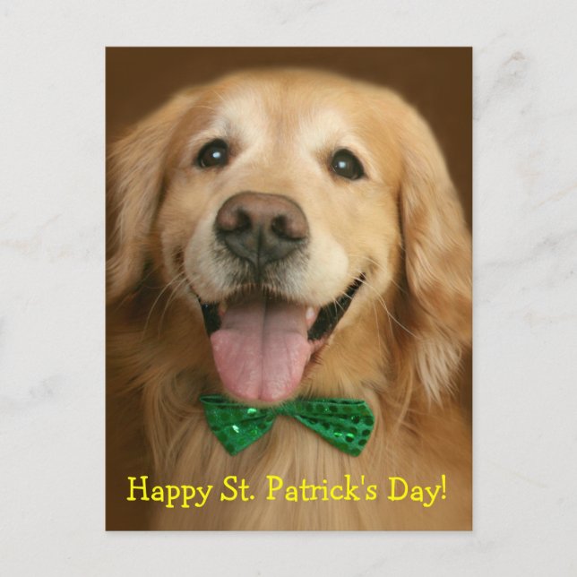 Carte Postale Golden Retriever St. Patrick's Day (Devant)