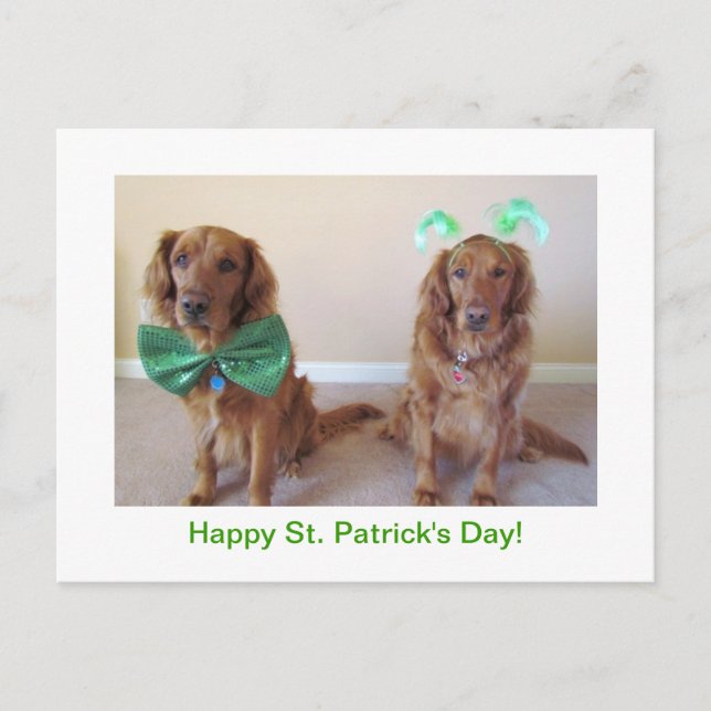 Carte Postale Golden Retriever St. Patrick's Day Postcard (Devant)