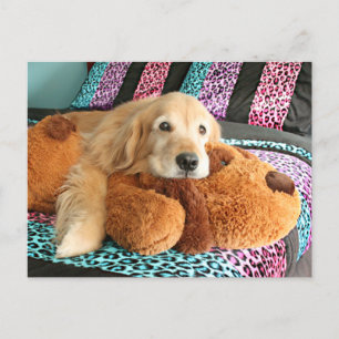 Carte Postale Golden Retriever sur Bed Miss You