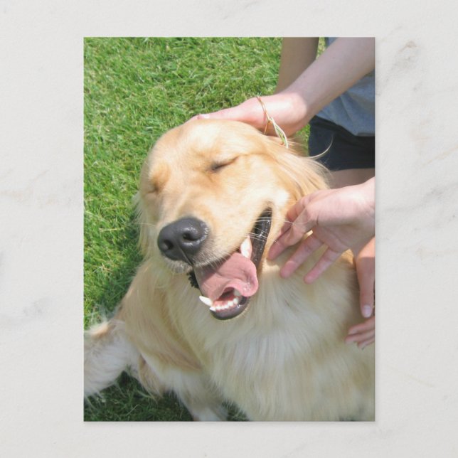 Carte Postale Golden Retriever Vous L'Avez Fait Félicitations En (Devant)