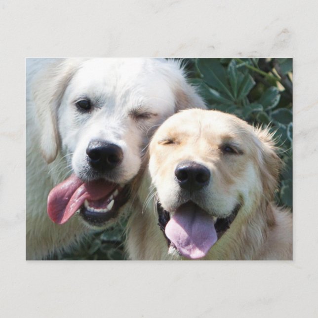 Carte postale Golden Retrivers (Devant)