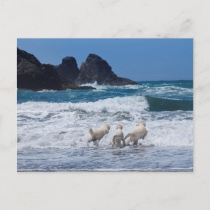 Carte postale Golden Retrivers