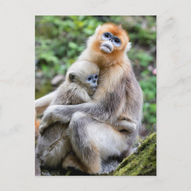 Carte Postale Golden Snub-Nosed Monkey with Baby (Devant)