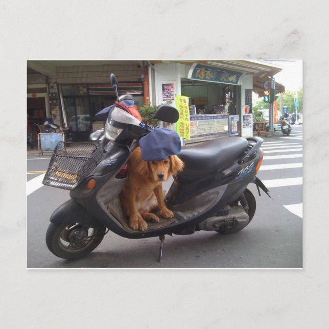 Carte postale Golden sur Scooter (Devant)