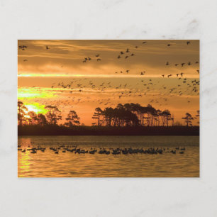 Carte Postale Golden Twilight Serenity - Chincoteague