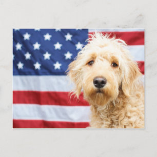 Carte Postale Goldendoodle avec drapeau américain