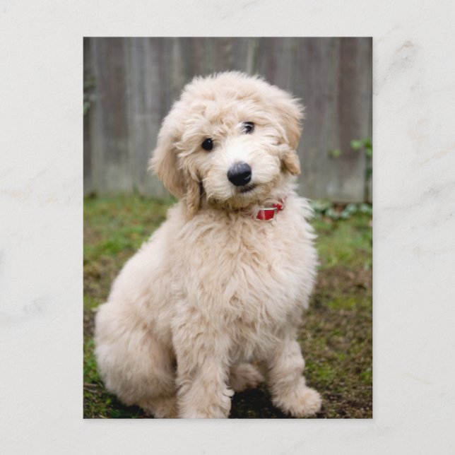Carte Postale Goldendoodle Puppy Se Trouve Dans L'Herbe (Devant)