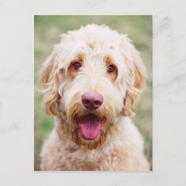 Carte Postale Goldendoodle souriant (Devant)
