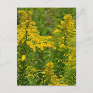 Carte Postale Goldenrod du Kentucky