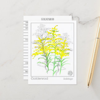 Carte Postale Goldenrod Materia Medica Monograph Herbal Study