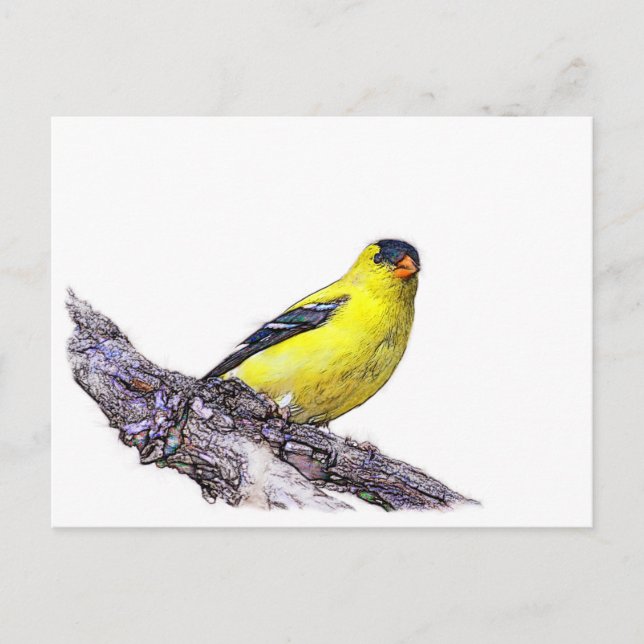 Carte Postale Goldfinch (Devant)