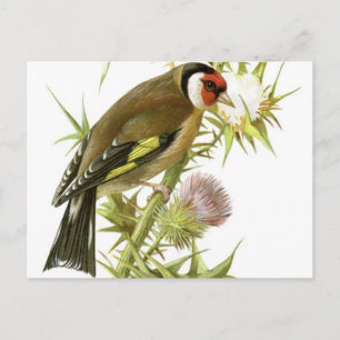 Carte Postale Goldfinch