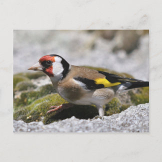 Carte postale Goldfinch
