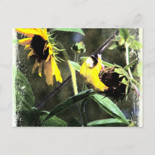 Carte Postale Goldfinch (Devant)
