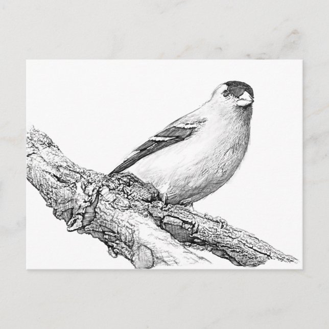 Carte Postale Goldfinch (Devant)