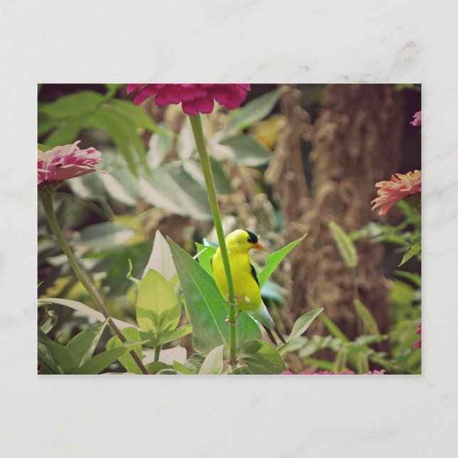 Carte Postale Goldfinch (Devant)