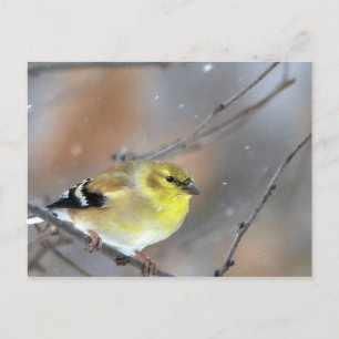 Carte Postale Goldfinch