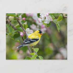 Carte Postale Goldfinch américain avec fleurs de pomme de printe
