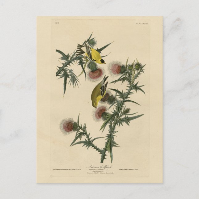 Carte Postale Goldfinch américain d'Audubon's Birds of America (Devant)