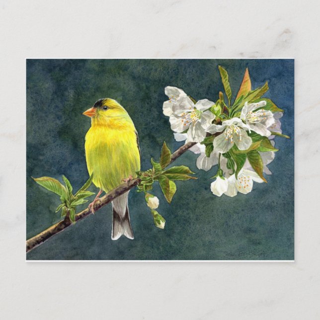 Carte Postale Goldfinch and Cherry Blossoms (Devant)