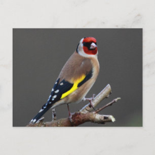 Carte Postale Goldfinch bird