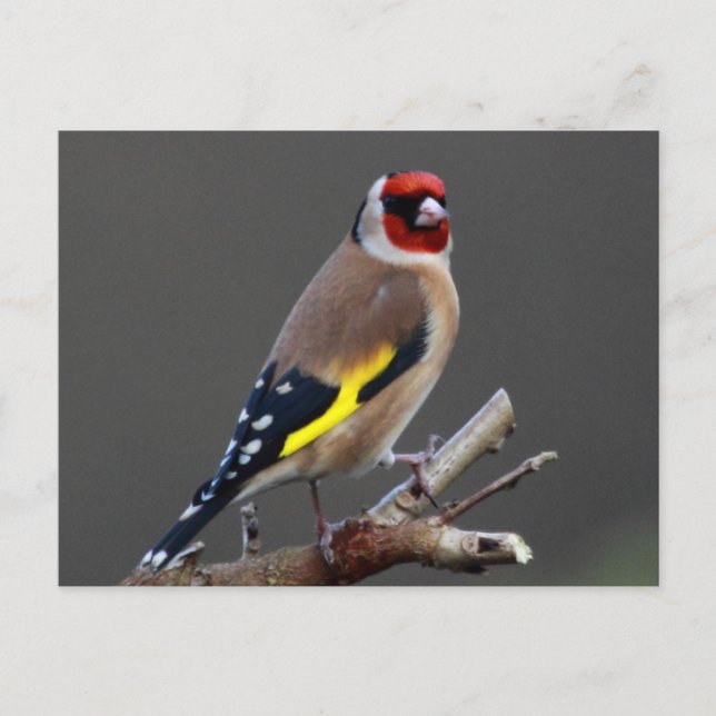 Carte Postale Goldfinch bird (Devant)