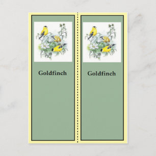 Carte Postale Goldfinch Birding Signets