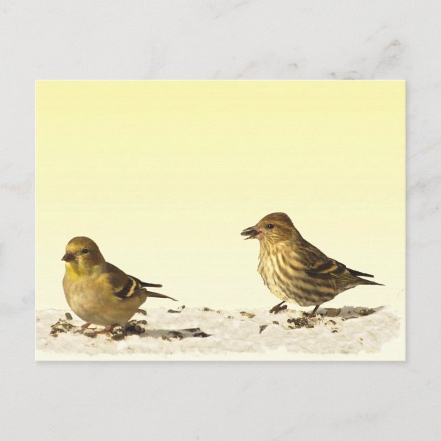 Carte Postale Goldfinch et Pine Siskin (Devant)