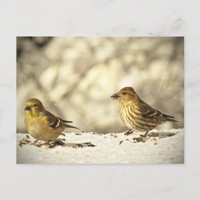 Carte Postale Goldfinch et Pine Siskin (Devant)