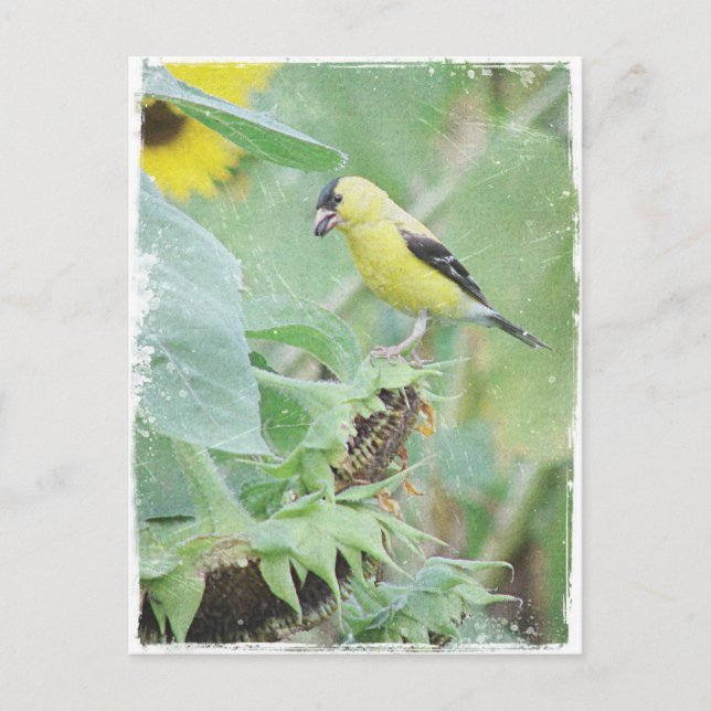 Carte Postale Goldfinch Grunge (Devant)