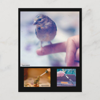 Carte postale Goldfinch Story secourue