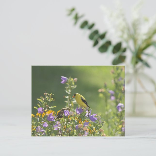 Carte Postale Goldfinch sur Harebell Flower (Debout devant)