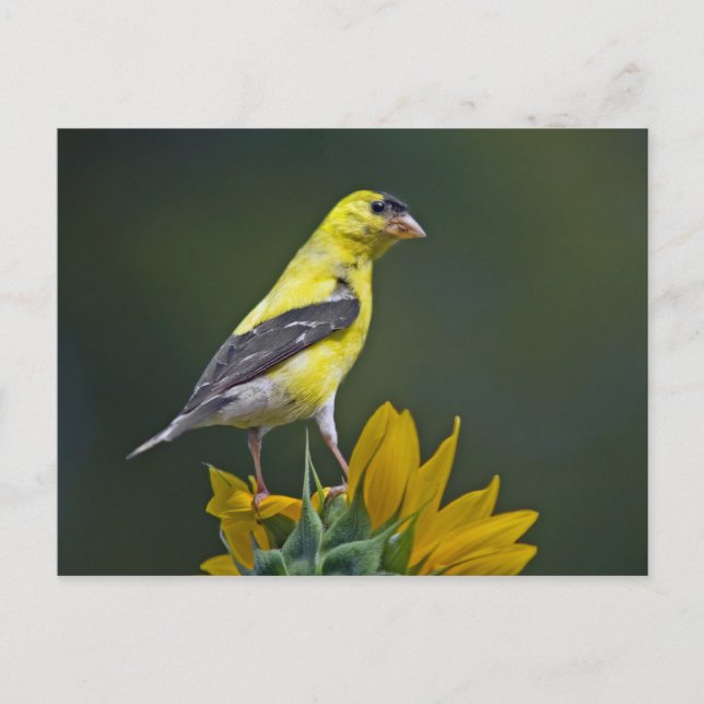 Carte Postale Goldfinch sur tournesol (Devant)