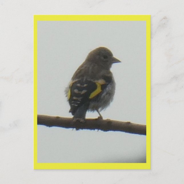 Carte postale Goldfinch Young do-it-yourself (Devant)
