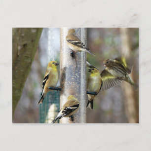 Carte Postale Goldfinches au chargeur