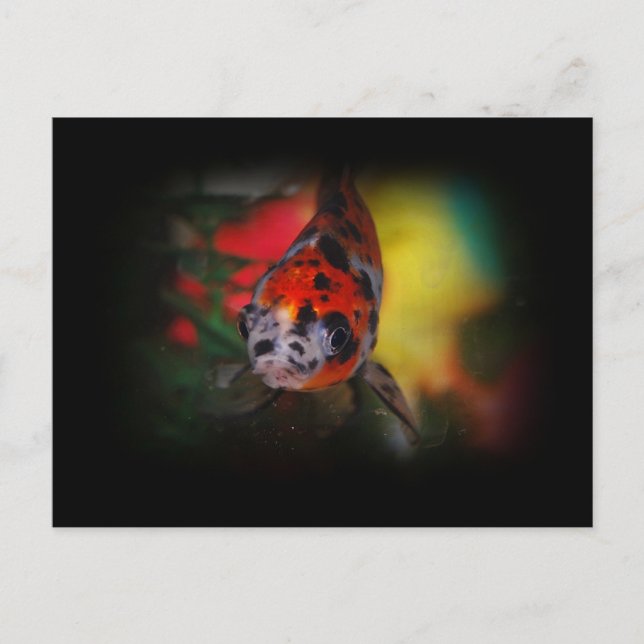 Carte postale Goldfish colorée (Devant)