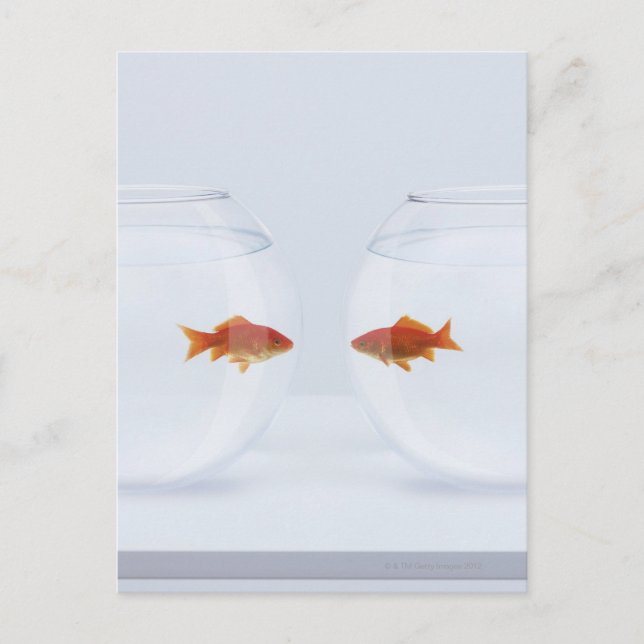 Carte Postale Goldfish in separate fishbowls looking face to (Devant)
