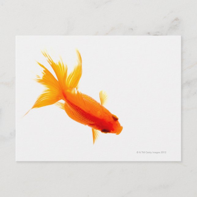 Carte Postale Goldfish, vue aérienne (Devant)