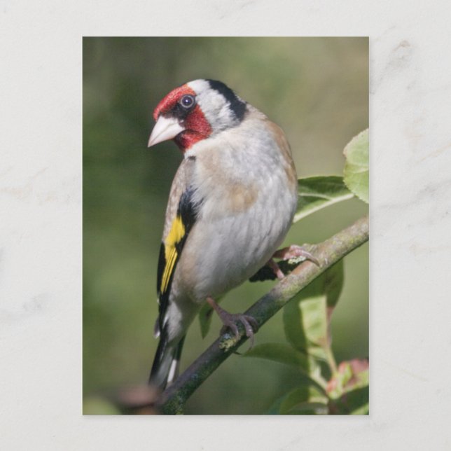 Carte postale Goldie (Devant)