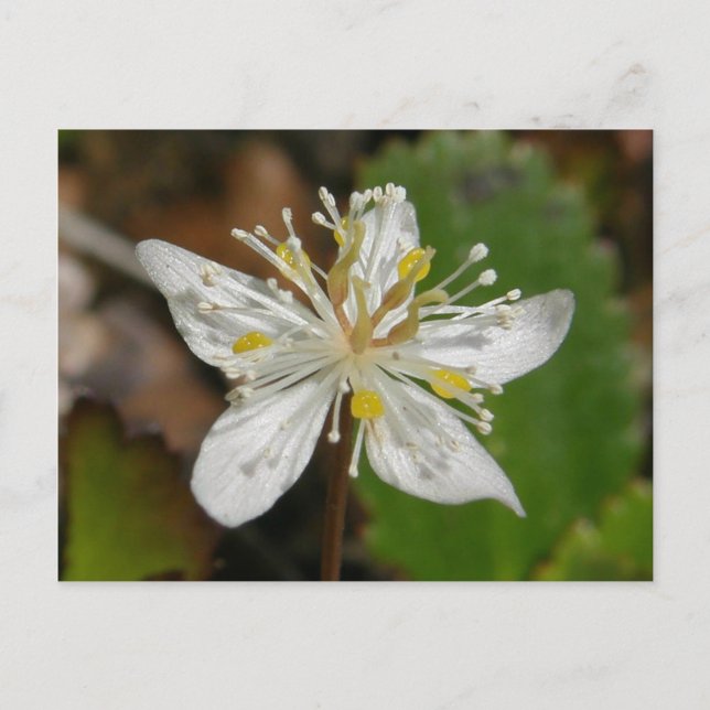 Carte Postale Goldthread Blossom, île de l'Unalaska (Devant)