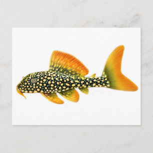 Carte postale Goldy Sunshine Pleco