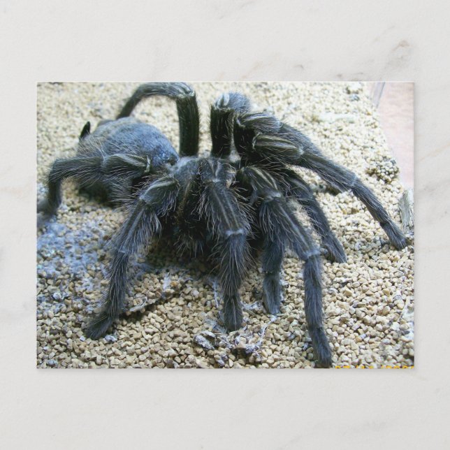 Carte postale Goliath Tarantula (Devant)
