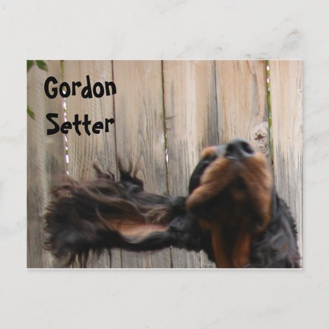 Carte postale Goofy Gordon Setter (Devant)