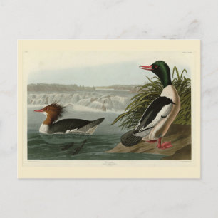 Carte Postale Goosander (Merganser commun) Oiseaux d'Audubon